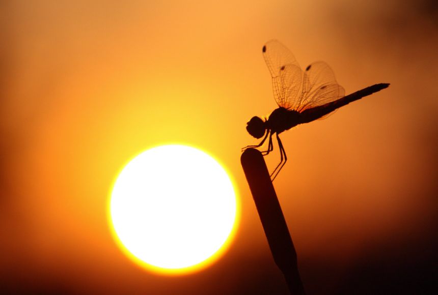 Light is the energy that drives all life on earth.